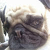 l_pug